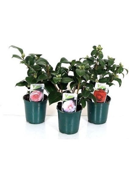 Kamelya Fidanı Camellia Japonica 20 40 cm Saksıda fiyatları