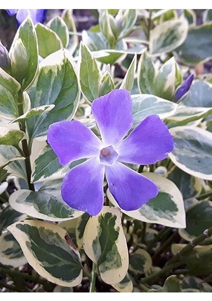 Cezayir Menekşesi Alacalı Büyük Çiçekli Vinca Major Variegata Viyolde 4 Adet