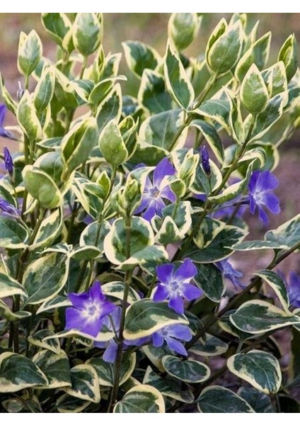 Cezayir Menekşesi Alacalı Büyük Çiçekli Vinca Major Variegata Viyolde 4 Adet