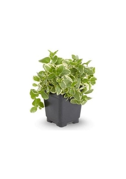Cezayir Menekşesi Alacalı Büyük Çiçekli Vinca Major Variegata Viyolde 4 Adet