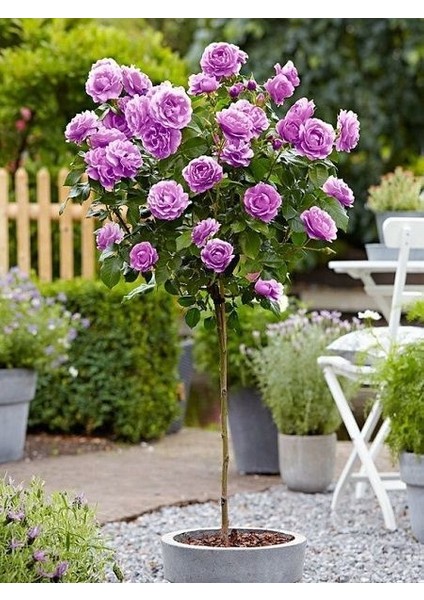 Lila Baston Gül Fidanı Rosa Ad Alberello Lilac 120 cm Saksıda