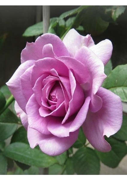 Lila Baston Gül Fidanı Rosa Ad Alberello Lilac 120 cm Saksıda