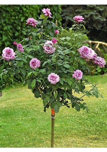 Lila Baston Gül Fidanı Rosa Ad Alberello Lilac 120 cm Saksıda