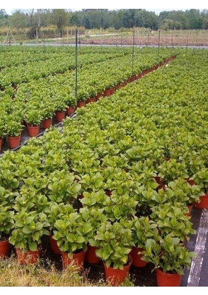 Ortanca Fidanı Karışık Renk Hydrangea Macrophylla Mix 20 40 cm Saksı 10 Adet