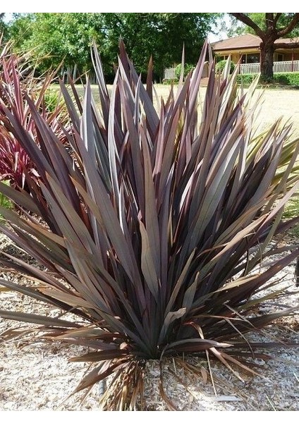 Yeni Zelanda Keteni Koyu Bordo Yapraklı Phormium Tenax Purpureum 40 60 cm Saksıda