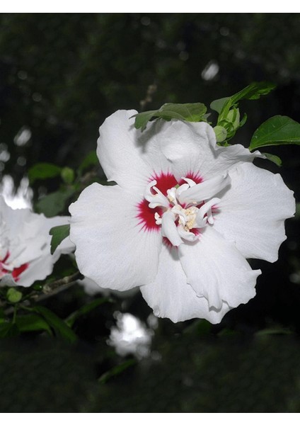 Ağaç Hatmi Beyaz Pembe Çiçekli Hibiscus Syriacus China Saksıda