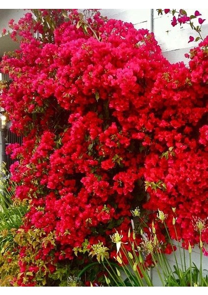 Begonvil Fidanı Kırmızı Fuşya Bougainvillea Glabra San Diego Red 80 100 cm Saksıda