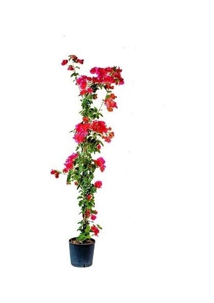Begonvil Fidanı Kırmızı Fuşya Bougainvillea Glabra San Diego Red 80 100 cm Saksıda