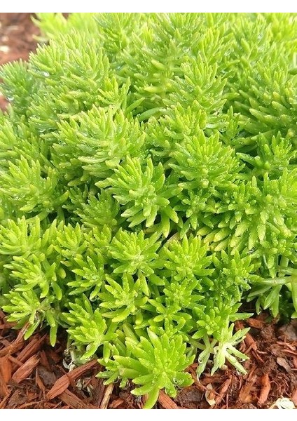 Dam Koruğu Açık Yeşil Sedum Gold Mound Saksıda