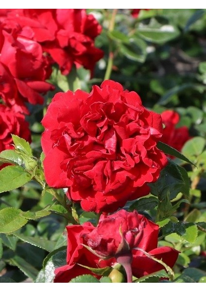 Katmerli Kırmızı Gül Fidanı Rosa Floribunda Jugendliebe Ithal 20 30 cm Saksıda