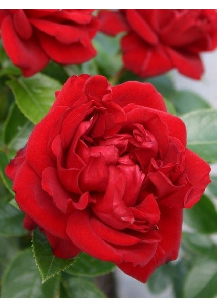 Katmerli Kırmızı Gül Fidanı Rosa Floribunda Jugendliebe Ithal 20 30 cm Saksıda