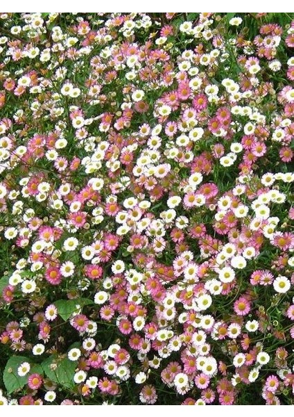 Sarkan Papatya Erigeron Karvinskianus Saksıda