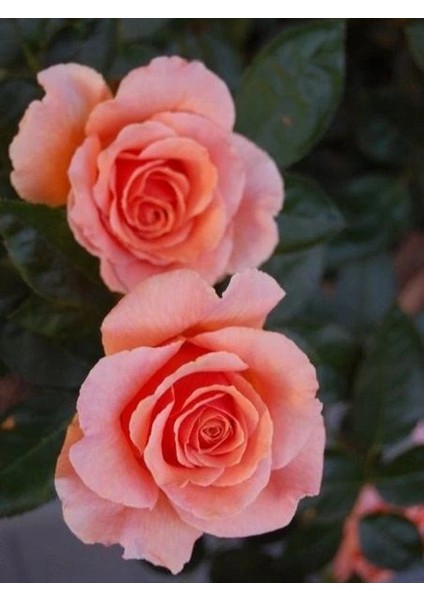 Gül Fidanı Turuncu Pembe Rosa Laxa Nancy Reagan 20 40 cm Saksıda