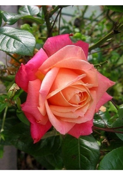 Gül Fidanı Turuncu Pembe Rosa Laxa Nancy Reagan 20 40 cm Saksıda