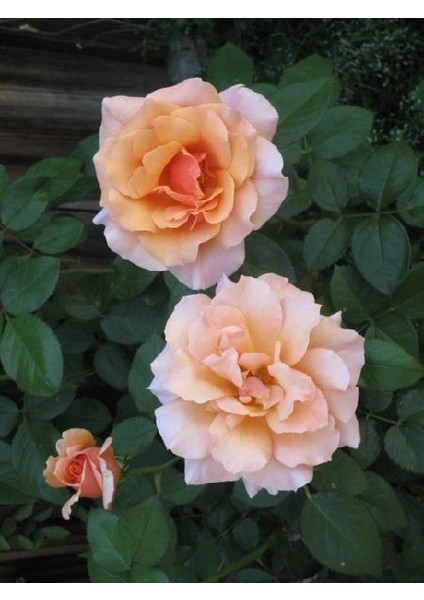 Gül Fidanı Turuncu Pembe Rosa Laxa Nancy Reagan 20 40 cm Saksıda