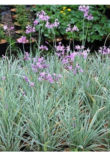 Alacalı Sarımsak Çiçeği Tulbaghia Viyolacea Variegata Saksıda