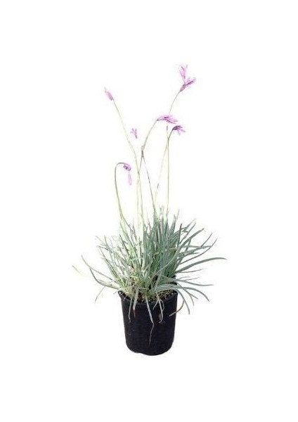 Alacalı Sarımsak Çiçeği Tulbaghia Viyolacea Variegata Saksıda