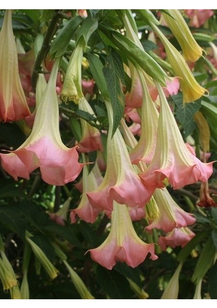 Melek Borusu Brugmansia Sp Angels Trumpet Saksıda