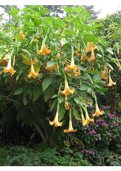 Melek Borusu Brugmansia Sp Angels Trumpet Saksıda