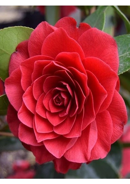 Kırmızı Çiçekli Kamelya Bitkisi Camellia Japonica Black Lace Ithal 50 70 cm