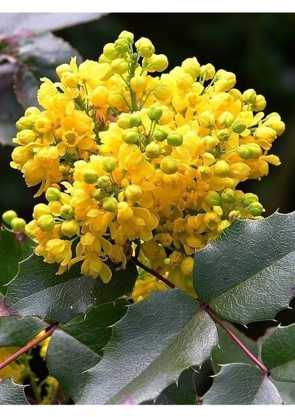 Mahonya Çalısı Mahonia Aquifolium 20 40 cm Saksıda