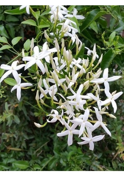 Yasemin Fidanı Limon Kokulu Jasminum Azoricum Lemon 80 100 cm Saksıda