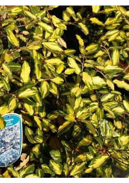 Alacalı Süs Iğdesi Flaeagnus Pungers Maculata 100 cm