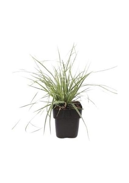 Kareks Beyaz Kenarlı Carex Oshimensis Everest Saksıda