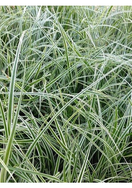 Kareks Beyaz Kenarlı Carex Oshimensis Everest Saksıda