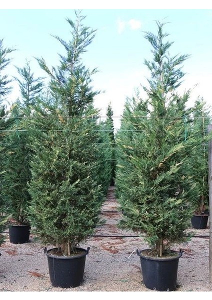 Alacalı Leylandi Fidanı Cupressocyparis Leylandii Sılver Dust 110 120 cm