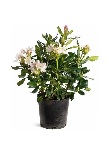 Beyaz Orman Gülü Rhododendron Cunninghams White 40 60 cm Ithal