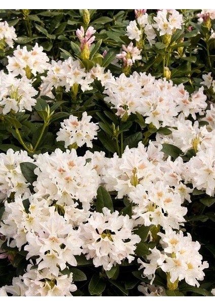 Beyaz Orman Gülü Rhododendron Cunninghams White 40 60 cm Ithal fiyatları