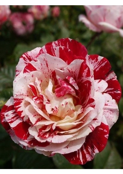 Baston Gül Fidanı Türkiyem Rosa Ad Alberello Harlequin 120 cm Saksıda