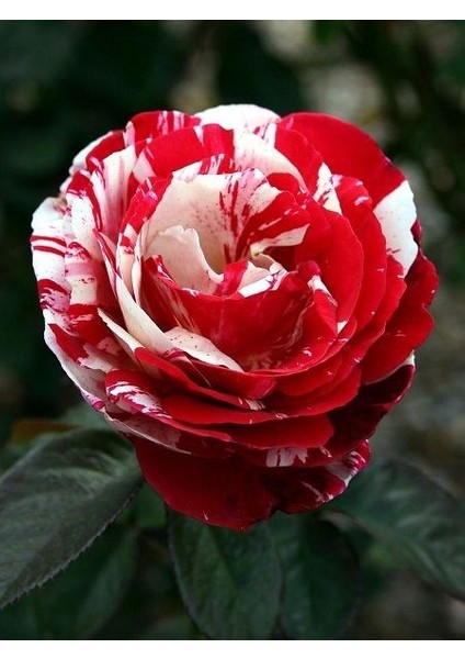 Baston Gül Fidanı Türkiyem Rosa Ad Alberello Harlequin 120 cm Saksıda
