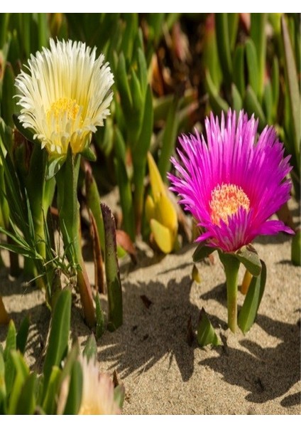 Kaz Ayağı Çiçeği Carpobrotus Edulis L Viyolde 4 Adet