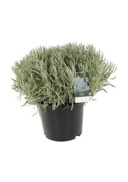 Lavanta Fidanı Lavandula Intermedia Dutch 20 40 cm