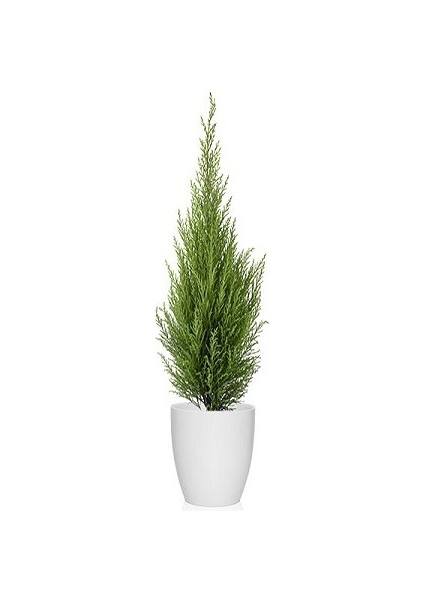 Lawson Yalancı Servisi Chamaecyparis Lawsoniana Ellwoodii 20 30 cm