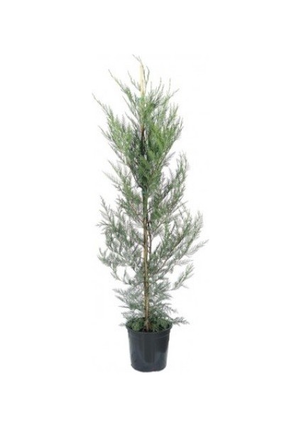 Leylandi Fidanı Cupressocyparis Leylandii Promosyon