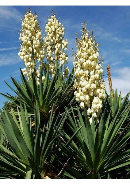 Avize Çiçeği Fidanı Yucca Filamentosa 60 80 cm Saksıda