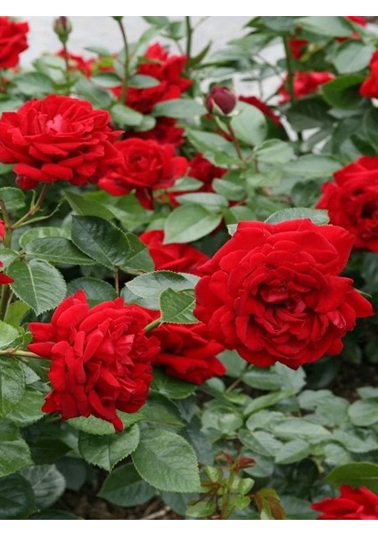 Katmerli Kırmızı Gül Fidanı Rosa Floribunda Jugendliebe Ithal 20 30 cm Saksıda