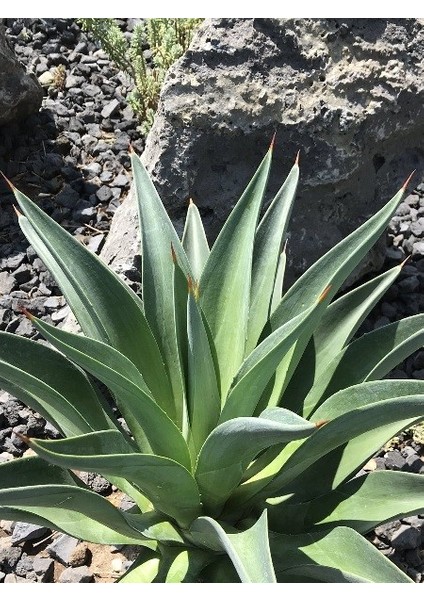 Amerikan Sabır Ağacı Agave Desmettiana Saksıda
