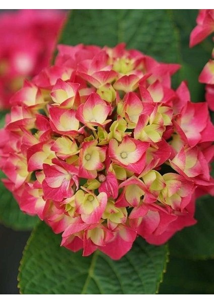 Kırmızı Ortanca Fidanı Hydrangea Macrophylla Red Büyük Yaş Saksıda