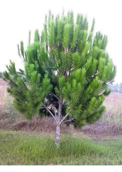 Fıstık Çamı Fidanı Pinus Pinea 40 60 cm Saksıda