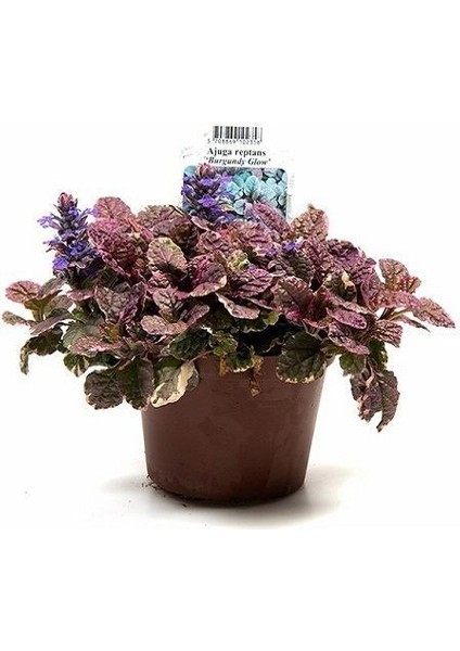 Ajuka Otu Mayasıl Otu Alacalı Ajuga Reptans Burgundy Saksıda