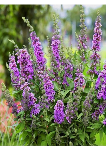 Lila Kelebek Çalısı Buddleja Davidii Summer Lilac 40 60 cm Saksıda