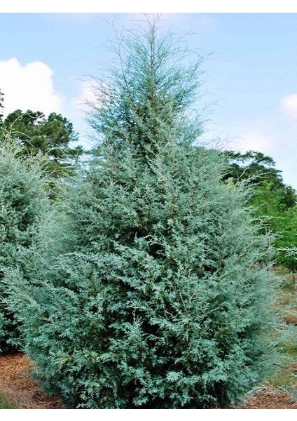 Mavi Servi Fidanı Cupressus Arizonica 70 100 cm Saksıda