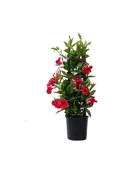 Mandevilla Sarmaşığı Dipladenia Splendens 100 cm Saksıda