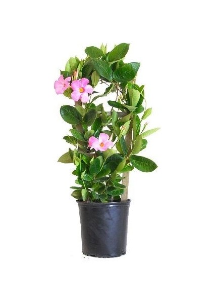 Mandevilla Sarmaşığı Dipladenia Splendens 100 cm Saksıda fiyatları