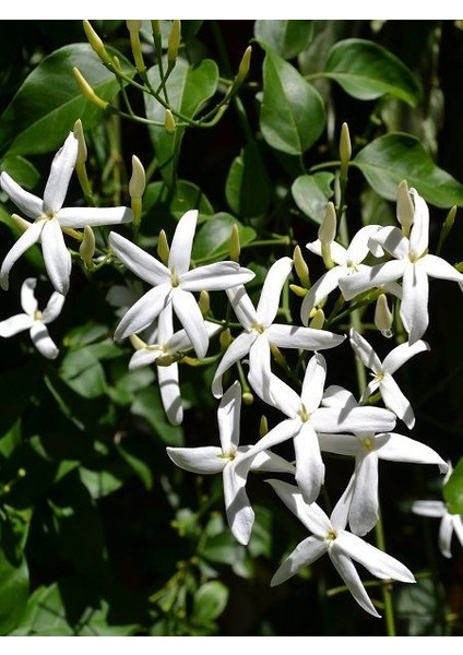 Yasemin Fidanı Limon Kokulu Jasminum Azoricum Lemon 80 100 cm Saksıda fiyatları