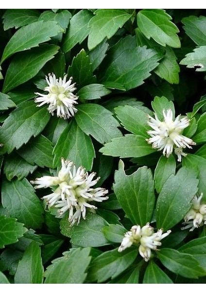 Japon Süpürgesi Pachysandra Terminalis Saksıda